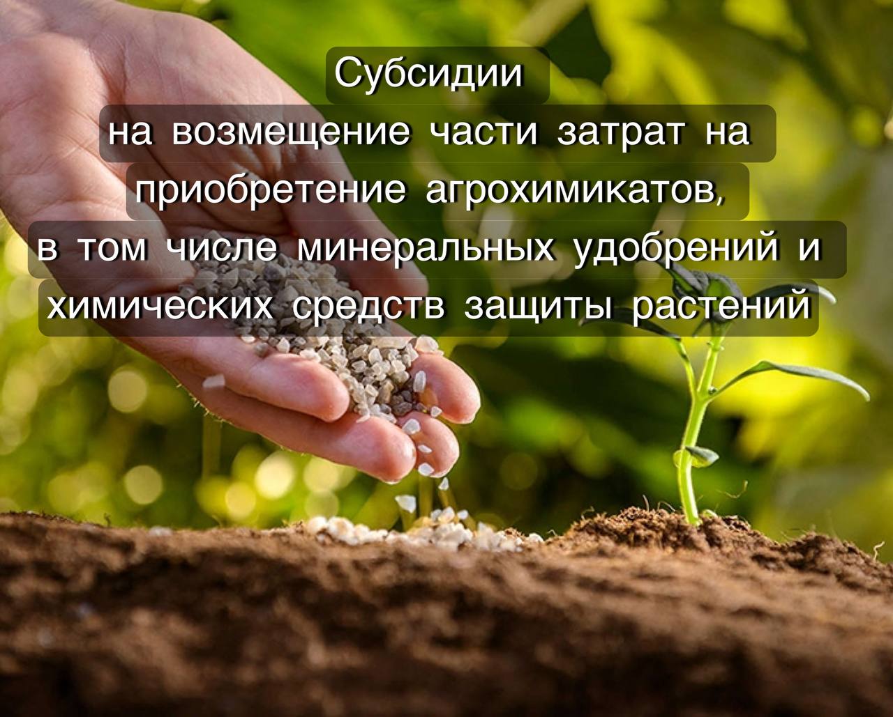 Прием заявок для участия в отборе получателей субсидии из бюджета Лужского муниципального района на возмещение части затрат на приобретение агрохимикатов, в том числе минеральных удобрений и химических средств защиты растений.
